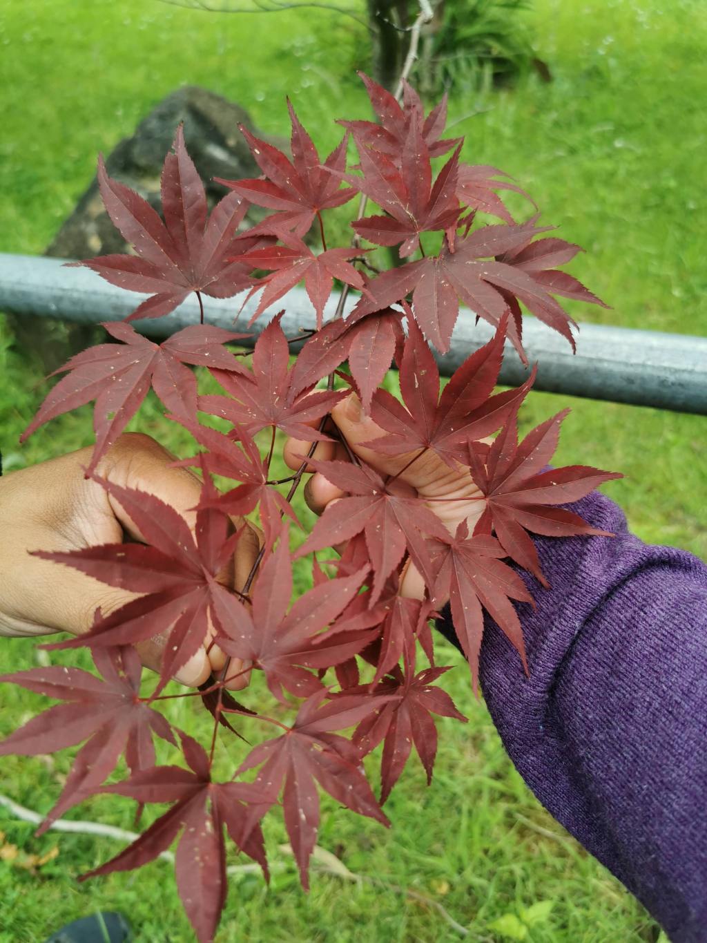 Into the Golden Forest: Powelltown & the Yarra State Forest&nbsp;Drive