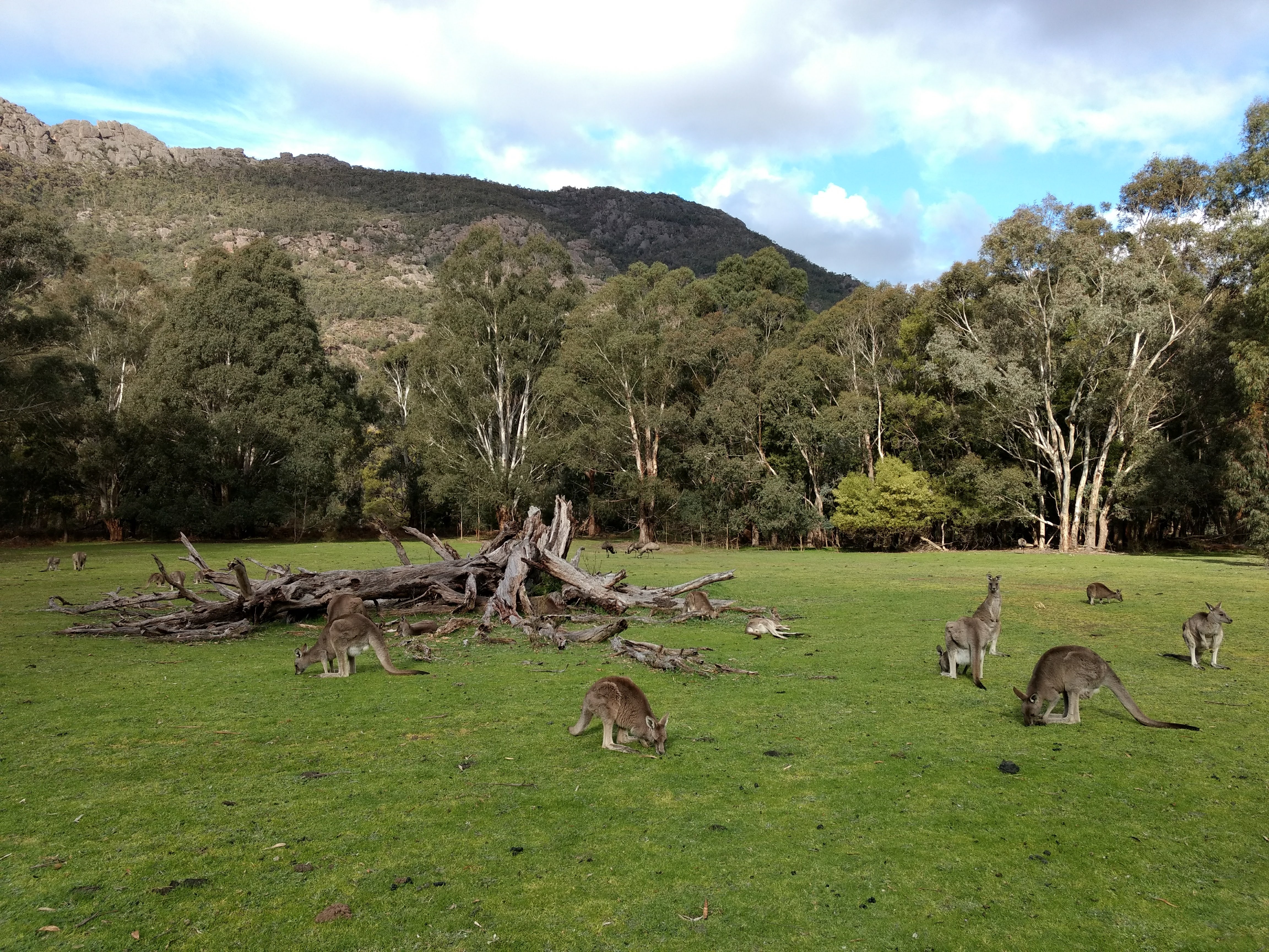 A serene landscape featuring several kangaroos grazing on green grass, with a backdrop of trees and rocky mountains under a partly cloudy sky.