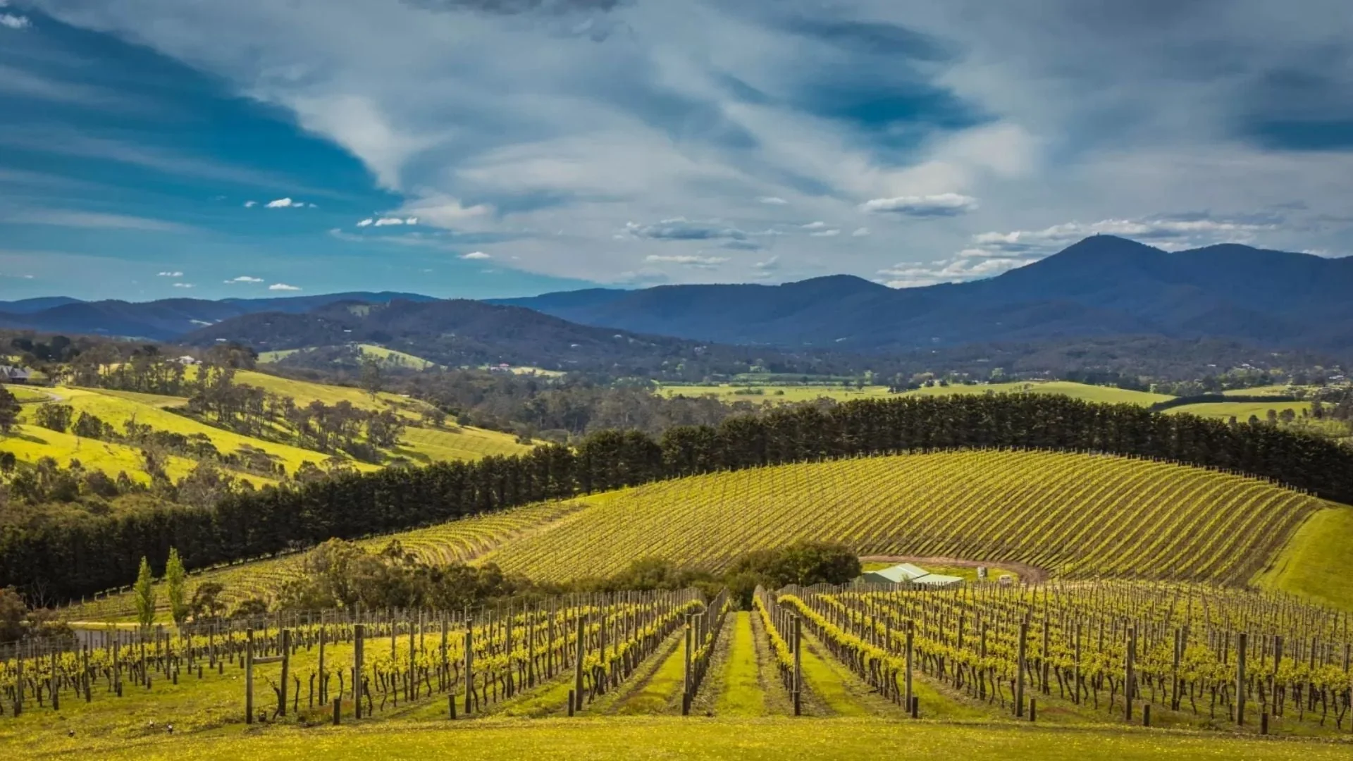 A scenic view of rolling vineyards with neatly arranged grapevines, lush green hills, and distant blue mountains under a partly cloudy sky.