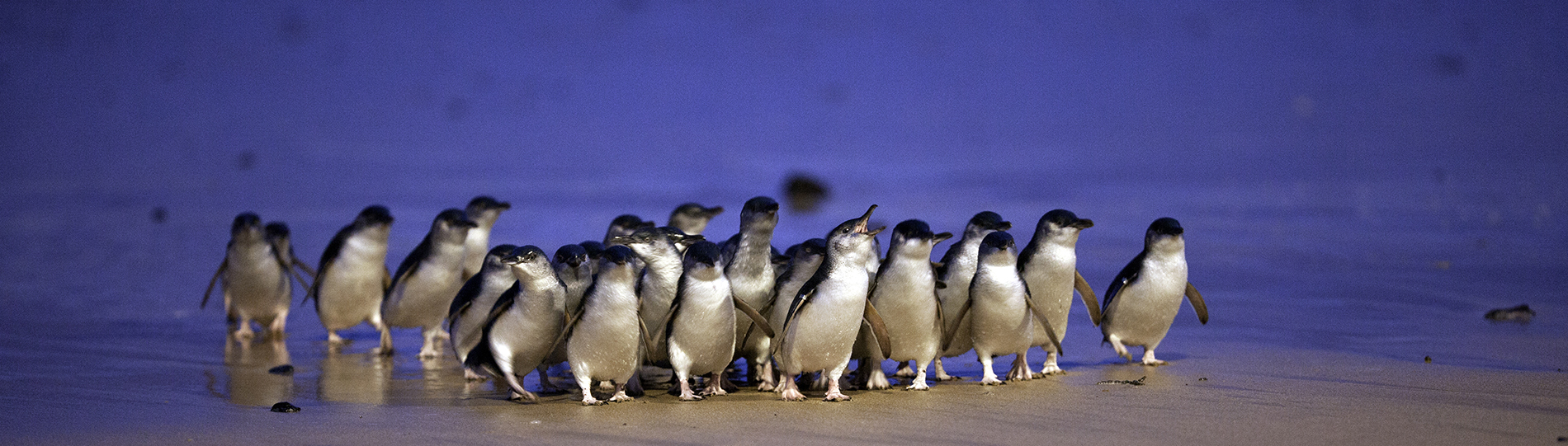 A group of little penguins walking along a beach at dusk, with a blueish hue in the background.