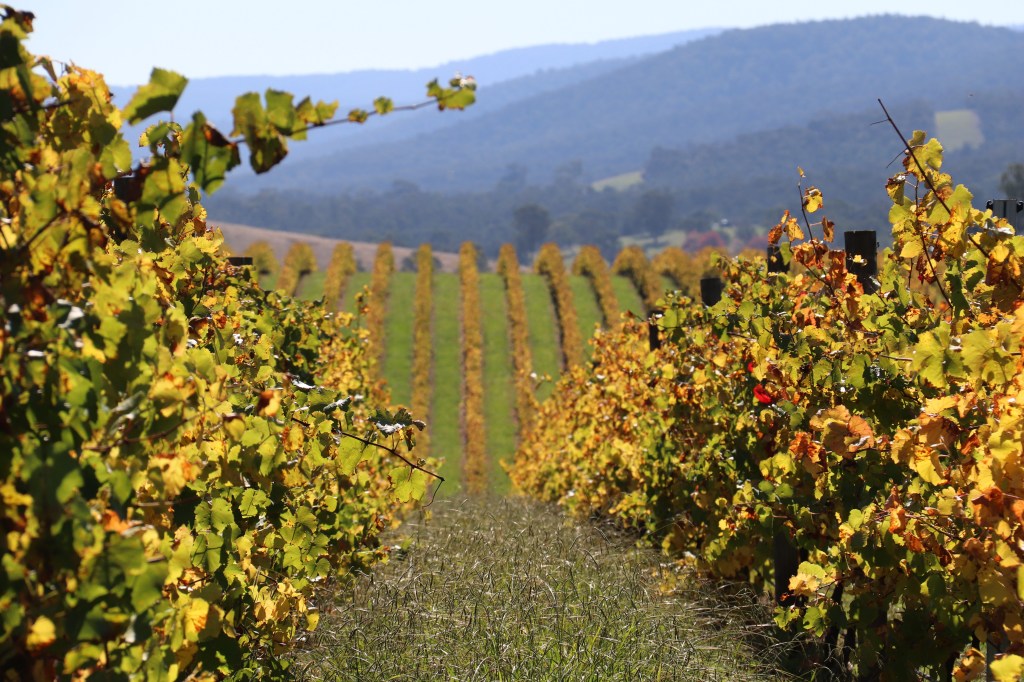 Row of grapevines with autumn foliage in a vineyard, leading towards rolling hills in the background.